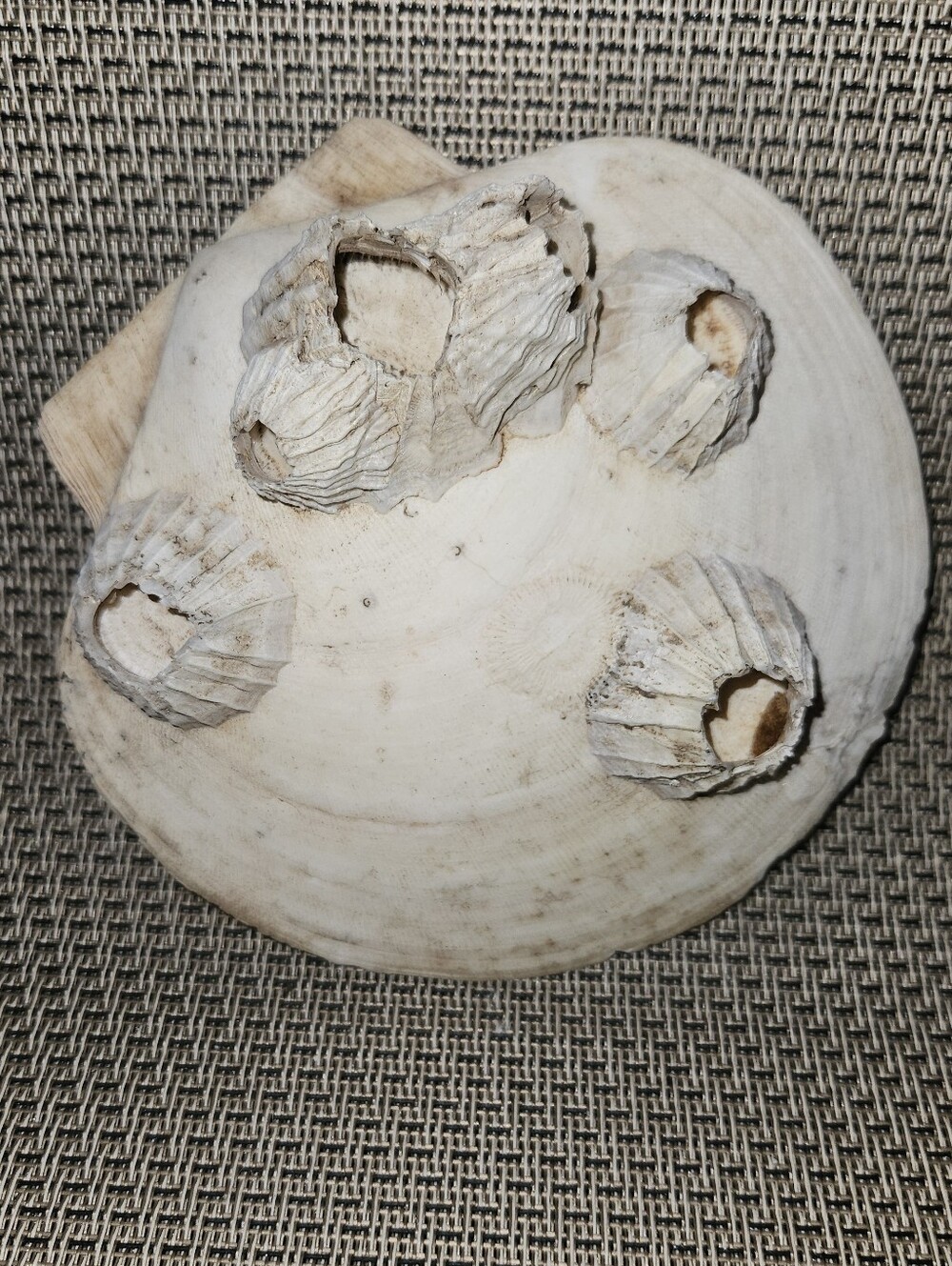 Shell With Barnacles, Large Sea Shell